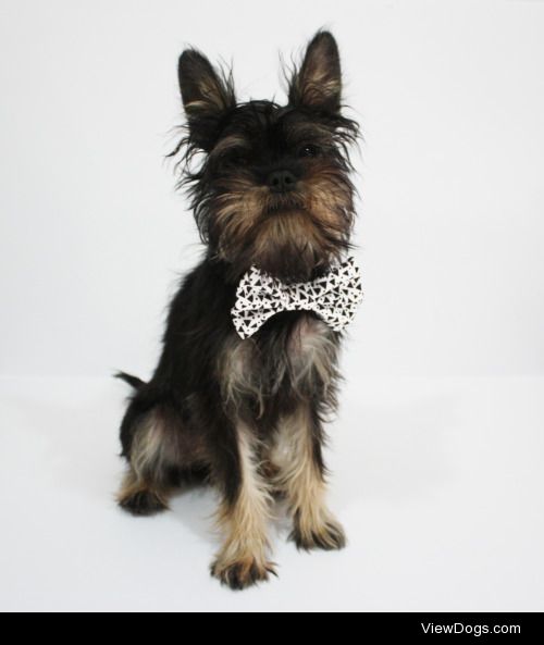 Sprout the Brussels Griffon X Miniature Schnauzer in her…