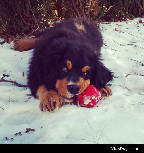 My “not so perfect” yet PERFECT Bernese Mountain Dog puppy…
