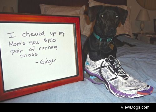 How dare you go running without me?

Bought a new pair of very…