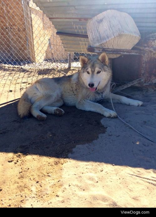 My 7 month old Alaskan malamute/timber wolf/husky mix, Hammy.