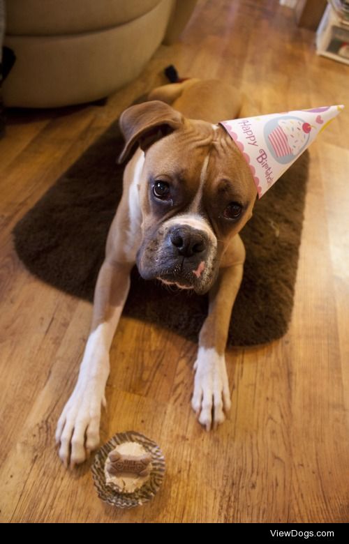 kiweetree:

My boy, Titan, at his fur-brother’s first birthday….