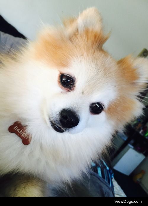 This is Bandit. He’s a 9 year old rescue Pomeranian. He enjoys…