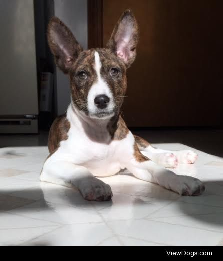 Morgan enjoying a sunbeam!  12 week old basenji puppy.