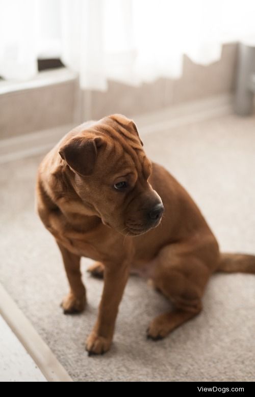 This is Dominic, he is a sharpei Boston terrier mix.