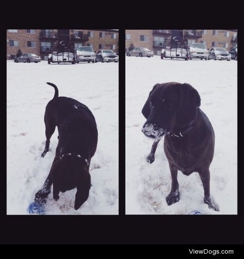 Snow Baby. Loca Bear the 1 year old Basset Hound/Labrador…