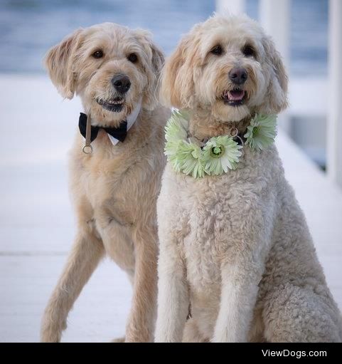 I met my husband through our doodles, at the dog park. …