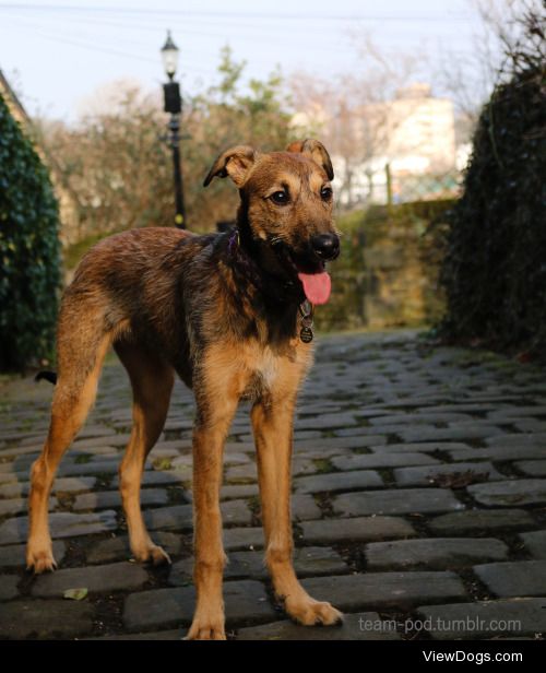 This is Pod my saluki cross. He’s 7 months and the sweetest…