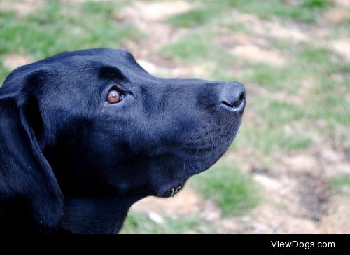 Bromley, my black labrador retriever!