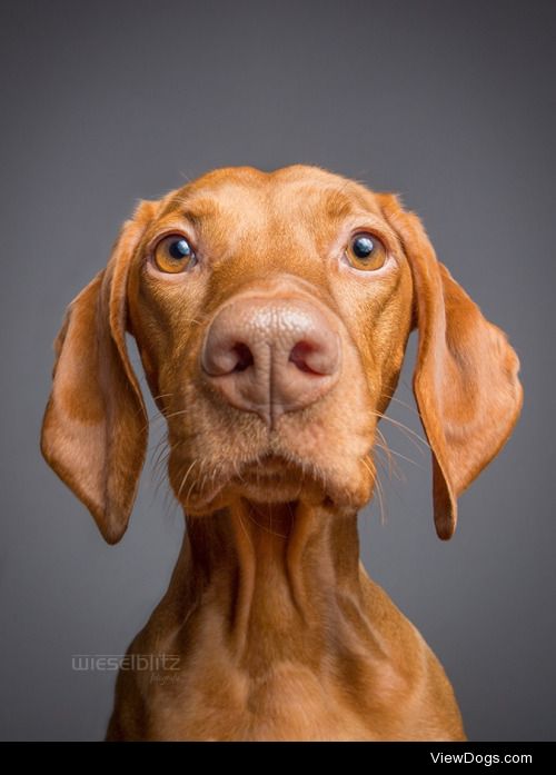 ¿?


Elke Vogelsang