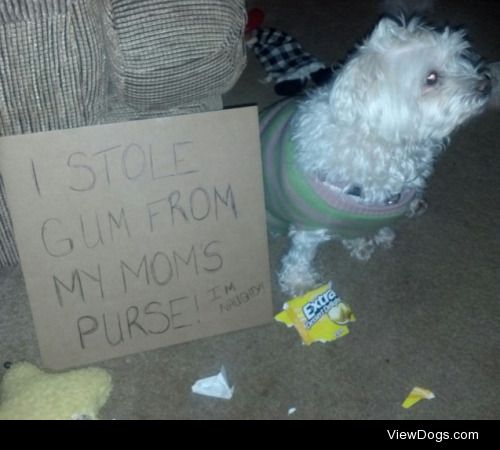 Bella, the Gum Stealer

"I stole gum from my mom’s purse!…