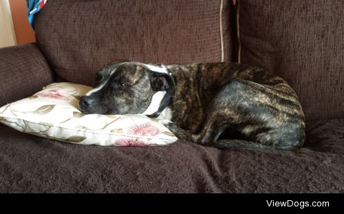 My beautiful baby, Prince
5 year old Staffy something, we’re not…