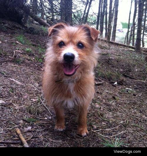 My handsome little buddy, Zak(erious), who loves forest walks,…
