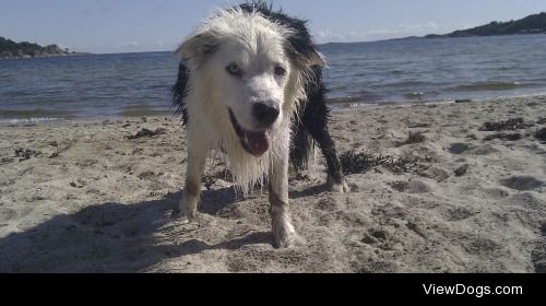 My dog 12 year old border collie / husky mix Sparky, who loves…