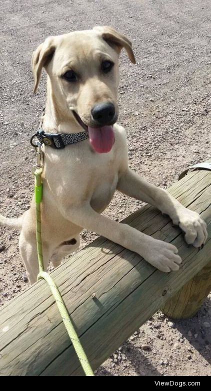 My handsome Bam Bam on his way to the lake.