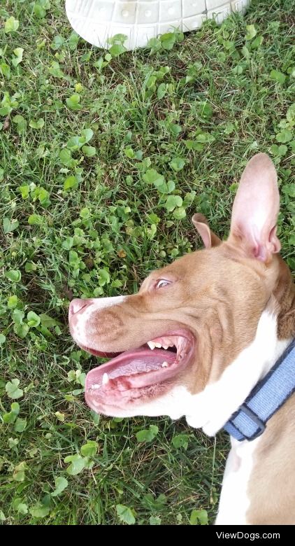 Pitbulls have the best grins, especially after throwing the…