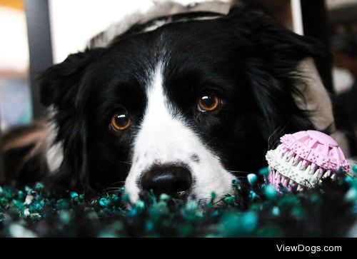 My lovely 8 year old Border collie Molly :) 