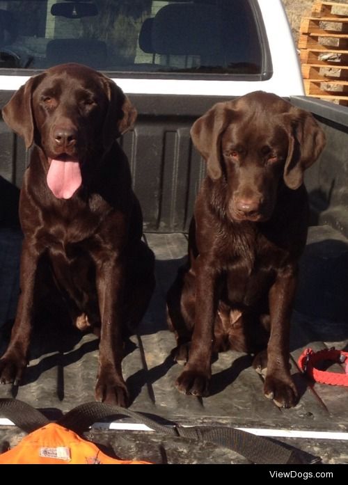 Bella and Sage after a long day of hunting!