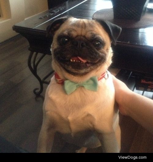 2ez:Pretty happy #pug #pugs #puglife #puglove #pugsnotdrugs…