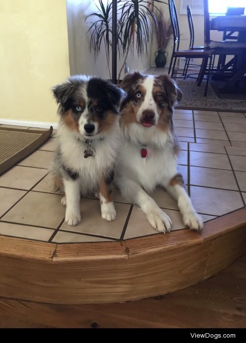 Argo (4 months) on the left, Enzo (3 years) on the right. Both…