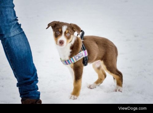 meridellen:

Nuvi – 8 weeks old border collie puppy…