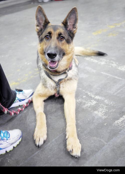 German Shepherd at 139th annual Westminster Kennel Club Dog Show…