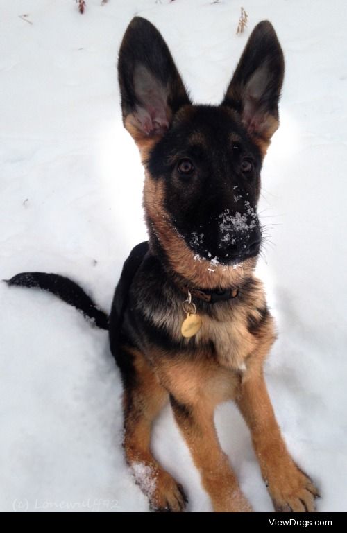 Piper the GSD at about 5 months. 