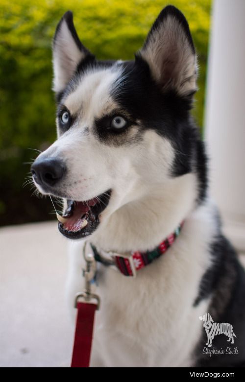 huskyhuddle:

Balto.Pack Member.Therapy Dog.Urban Mushing…
