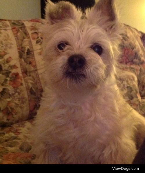 Missy the cairn terrier/Lhasa apso mix