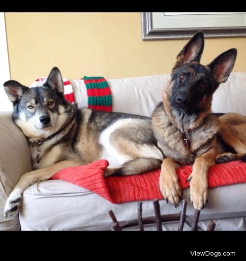Meet Bowser and Dakota. 
Bowser (husky) is 5 years old and…