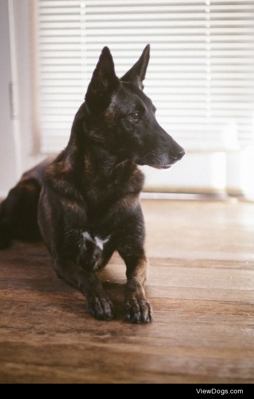 theseinconvenientfireworks:

Siege – Belgian Malinois(but tbh…