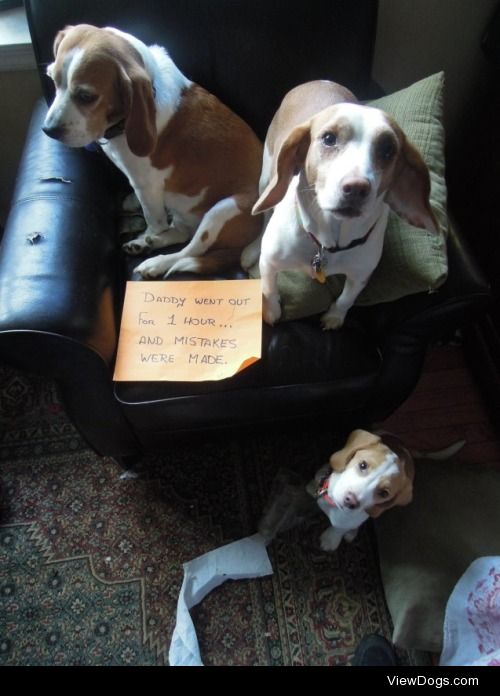 Beagle Hat Trick

Daddy left home for 1 hour and mistakes were…