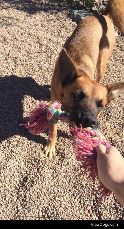 Kratos(6 months) loves to play tug of war!