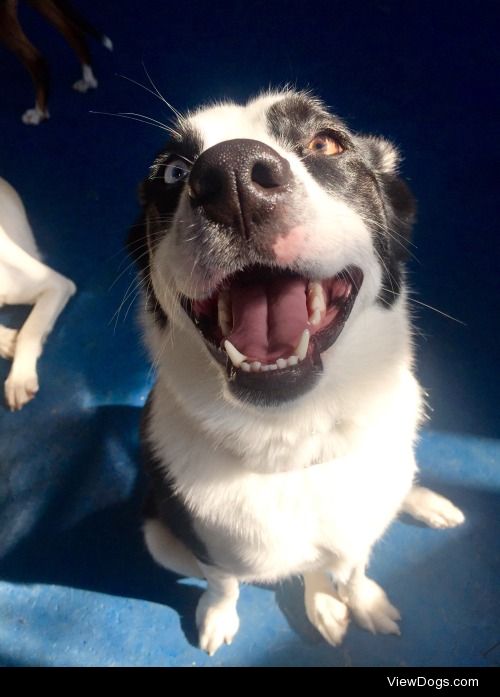 Sadie the Border Collie Husky mix. She’s my “teacher’s pet” in…