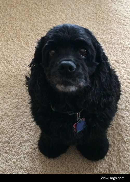 My feisty yet sweet Cocker Spaniel, Carrie