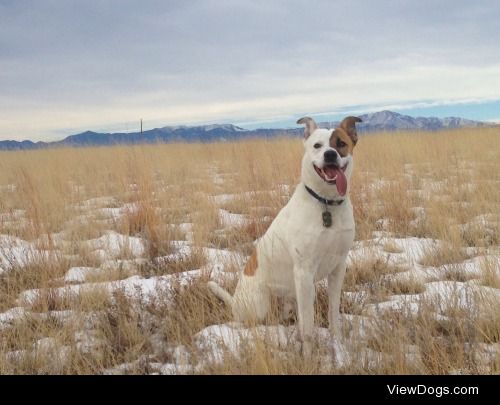 Australian Heeler/Pointer mix, Glytch is happiest when…