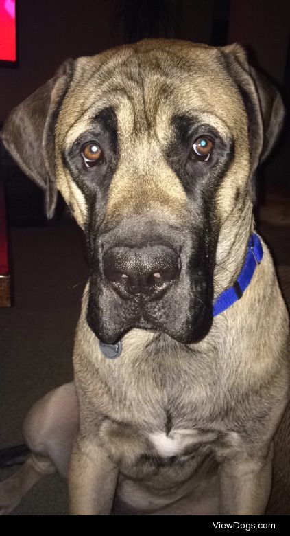 This is Angus. He is my 6 month old English Mastiff puppy. He…