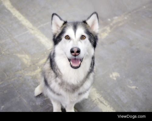 Alaskan Malamute at 139th annual Westminster Kennel Club Dog…
