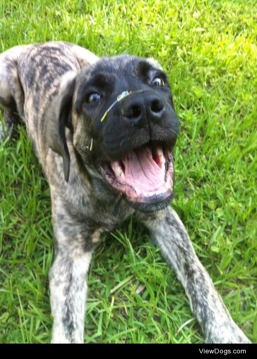 Ragnar, our flower eating English Mastiff/St Bernard mix. 