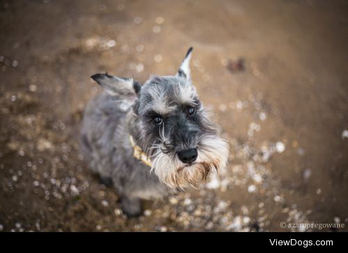 Tula on beach.


Julia Berbecka