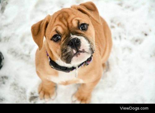 Fury, Olde English Bulldogge