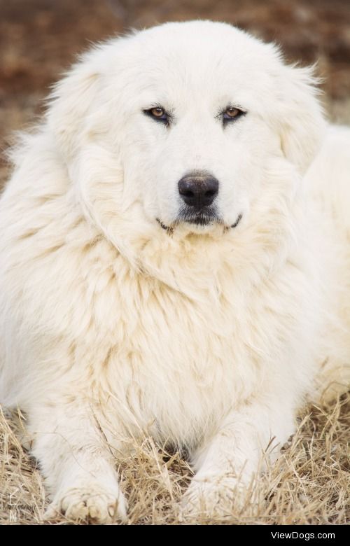 Majestic Pyr