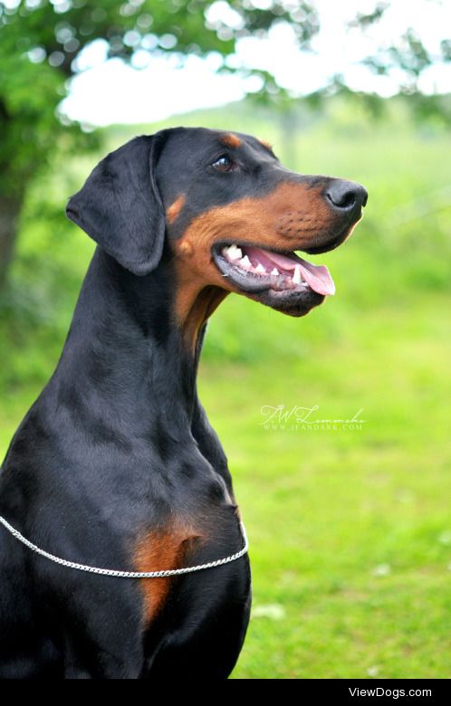 felill:

Jean Dark Snö of SwedenDoberman – kennel Jean Dark