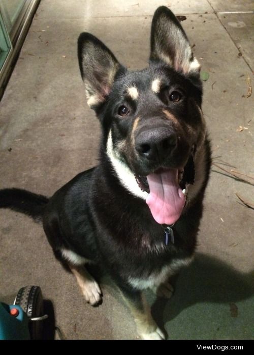 Zuko, my handsome 1 year old boy. German shepherd\Husky.