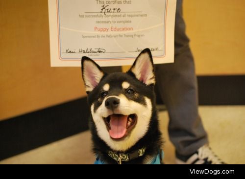This is Kuro my black shiba inu! He just graduated from his…