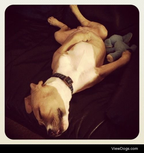 My favorite picture of Roscoe, my Pit Bull and Boxer mix, when…