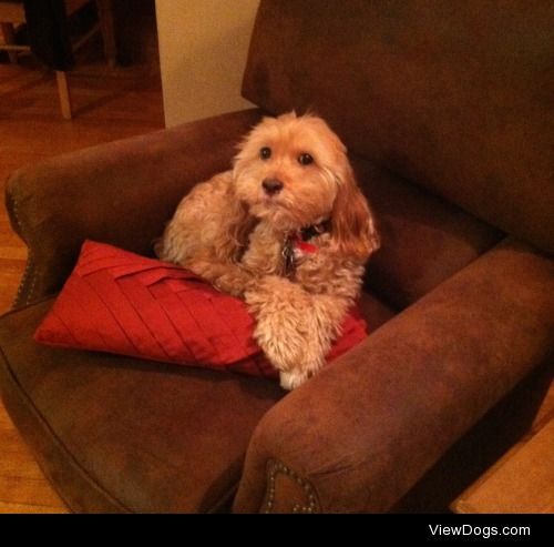 This is Chelsea. She likes to sit on the furniture when we’re…