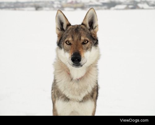 Kira, our Czechoslovakian wolfdog