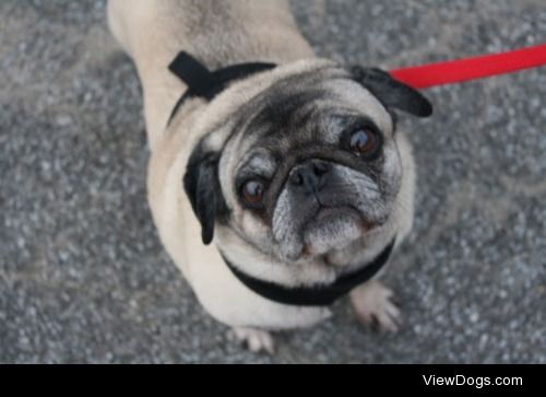 Castle the rescued pug!