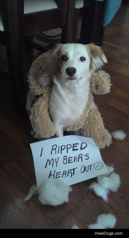 Don’t go breakin’ my heart…

She finally ripped her bears heart…