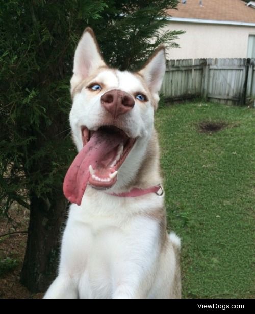 This is a picture of my 9 month old husky Chihiro! she was…